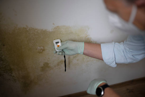 Mold Testing and Removal in Aventura, FL