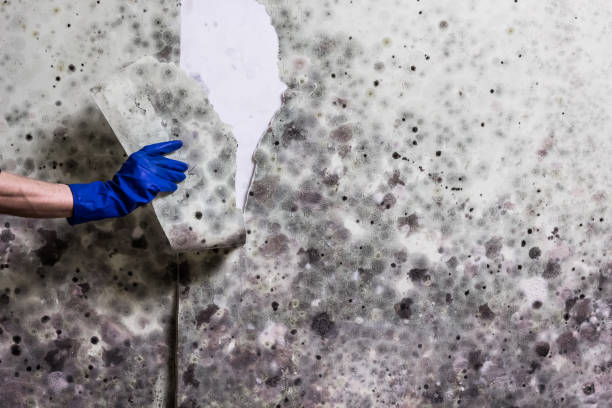 Professional Mold Removal in Aventura, FL
